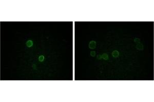 Immunofluorescence (IF) image for anti-Apolipoprotein M (APOM) antibody (ABIN1105422) (Apolipoprotein M antibody)