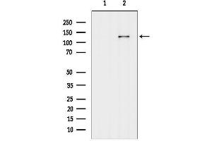 anti-Caprin Family Member 2 (CAPRIN2) (C-Term) antibody