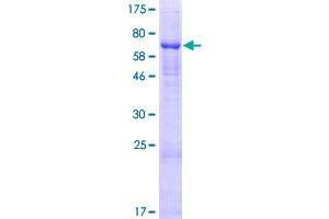 GLT8D2 Protein (AA 1-349) (GST tag)