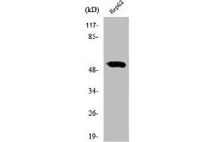 Western Blot analysis of HepG2 cells using RXRγ Polyclonal Antibody (Retinoid X Receptor gamma antibody  (Internal Region))