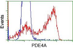 Image no. 1 for anti-phosphodiesterase 4A, CAMP-Specific (PDE4A) antibody (ABIN1500090) (PDE4A antibody)