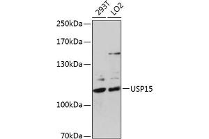 Western blot analysis of extracts of various cell lines, using USP15 antibody (ABIN6130759, ABIN6149998, ABIN6149999 and ABIN6222530) at 1:1000 dilution. (USP15 antibody  (AA 852-952))
