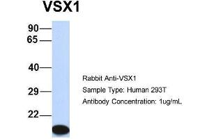 Host:  Rabbit  Target Name:  VSX1  Sample Type:  Human 293T  Antibody Dilution:  1.