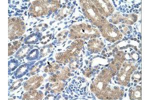 Image no. 1 for anti-Transmembrane Protein 8B (TMEM8B) (N-Term) antibody (ABIN6736338) (TMEM8B antibody  (N-Term))