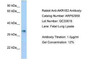Western Blotting (WB) image for anti-Aldo-Keto Reductase Family 1, Member E2 (AKR1E2) (C-Term) antibody (ABIN2789313) (AKR1E2 antibody  (C-Term))