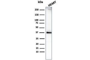 Western Blot Analysis of human heart tissue lysate using Histone H1 Rabbit Recombinant Monoclonal Antibody (HH1/1784R). (Recombinant Histone H1 antibody)