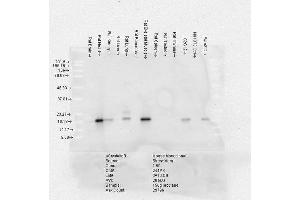 Western Blot analysis of Rat Brain, Heart, Kidney, Liver, Pancreas, Skeletal muscle, Spleen, Testes, Thymus cell lysates showing detection of Alpha B Crystallin protein using Mouse Anti-Alpha B Crystallin Monoclonal Antibody, Clone 3A10-C9 . (CRYAB antibody  (Atto 594))