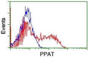 Image no. 2 for anti-Phosphoribosyl Pyrophosphate Amidotransferase (PPAT) (AA 42-278) antibody (ABIN1491500) (PPAT antibody  (AA 42-278))