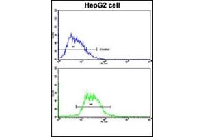 Flow Cytometric analysis of HepG2 cells using Glucagon Antibody (N-term) Cat. (Glucagon antibody  (N-Term))