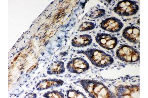 Anti- Hsp60 Picoband antibody, IHC(P) IHC(P): Rat Intestine Tissue (HSPD1 antibody  (AA 260-496))