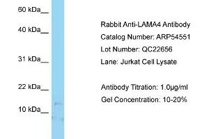 Western Blotting (WB) image for anti-Laminin, alpha 4 (LAMa4) (C-Term) antibody (ABIN2785769) (LAMa4 antibody  (C-Term))