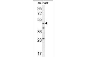H2AFY2 Antibody (N-term) (ABIN654683 and ABIN2844376) western blot analysis in mouse liver tissue lysates (35 μg/lane). (H2AFY2 antibody  (N-Term))