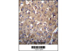 SEC63 Antibody immunohistochemistry analysis in formalin fixed and paraffin embedded human liver tissue followed by peroxidase conjugation of the secondary antibody and DAB staining. (SEC63 antibody  (N-Term))