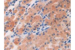 DAB staining on IHC-P; Samples: Human Stomach Tissue (BNP antibody  (AA 27-134))