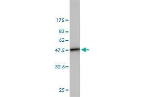 Western Blot detection against Immunogen (42. (UBE2L3 antibody  (AA 1-154))