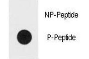 Dot blot analysis of phospho-ERK1/2 antibody. (ERK1/2 antibody  (pThr202, pTyr204))