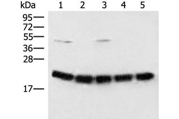 ARF5 antibody
