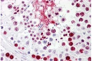 Anti-HNRNPL / hnRNP L antibody IHC staining of human testis. (HNRNPL antibody  (AA 61-110))