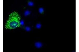 Immunofluorescence (IF) image for anti-Cytochrome C Oxidase Subunit VIa Polypeptide 1 (COX6A1) antibody (ABIN1497580) (COX6A1 antibody)