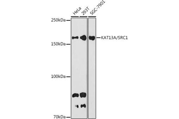 NCOA1 antibody