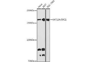 Western blot analysis of extracts of various cell lines, using KA / SRC1 antibody (ABIN7269005) at 1:1000 dilution. (NCOA1 antibody)