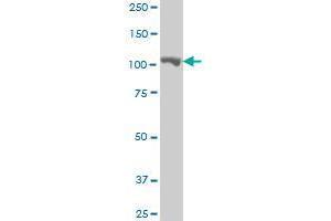 MARS monoclonal antibody (M01), clone 5G5 Western Blot analysis of MARS expression in HepG2 . (Mars (MARS) (AA 801-899) antibody)