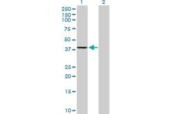 GMPR2 antibody  (AA 1-348)