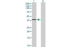 Western Blot analysis of GMPR2 expression in transfected 293T cell line by GMPR2 MaxPab polyclonal antibody. (GMPR2 antibody  (AA 1-348))