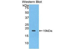 Western Blotting (WB) image for anti-Interleukin 1 Receptor Antagonist (IL1RN) (AA 26-177) antibody (ABIN1859392)