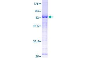 USF1 Protein (AA 1-310) (GST tag)