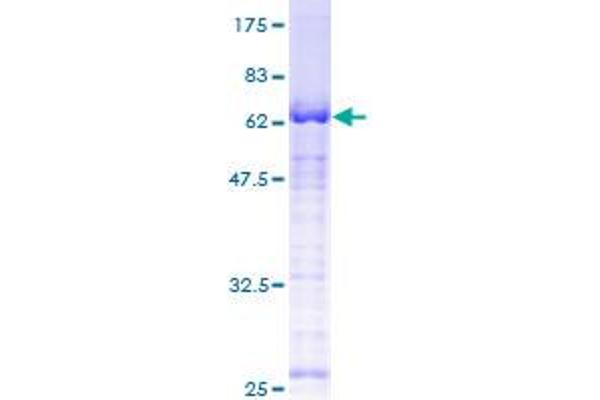 USF1 Protein (AA 1-310) (GST tag)