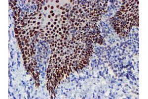 Image no. 6 for anti-WW Domain Containing Transcription Regulator 1 (WWTR1) antibody (ABIN1501763) (WWTR1 antibody)