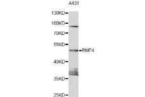 Western blot analysis of extracts of A431 cells, using BMP4 antibody (ABIN1871316) at 1:1000 dilution. (BMP4 antibody)