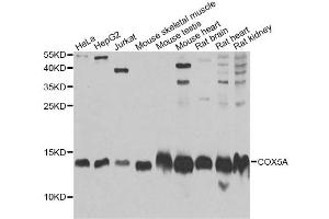 Western blot analysis of extracts of various cell lines, using COX5A Antibody. (COX5A antibody)