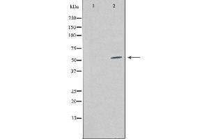 Western blot analysis of extracts from COS-7 cells using COPS2 antibody. (COPS2 antibody  (Internal Region))
