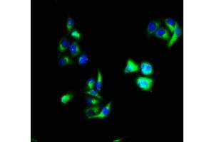 Immunofluorescence staining of Hela cells with ABIN7144255 at 1:66, counter-stained with DAPI. (Annexin a1 antibody  (AA 5-346))
