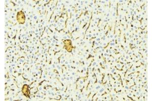 ABIN6275819 at 1/100 staining Mouse liver tissue by IHC-P. (CYP2A7 antibody)