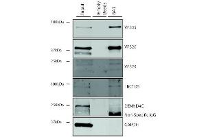 Immunoprecipitation analysis using Mouse Anti-VPS35 Monoclonal Antibody, Clone 8A3 (ABIN6932958). (VPS35 antibody  (Atto 488))