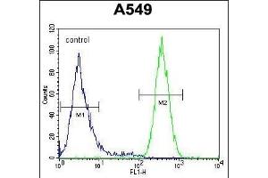NGRN Antibody (C-term) (ABIN654592 and ABIN2844291) flow cytometric analysis of A549 cells (right histogram) compared to a negative control cell (left histogram).
