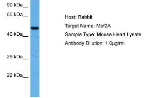Western Blotting (WB) image for anti-Myocyte Enhancer Factor 2A (MEF2A) (N-Term) antibody (ABIN2779988)
