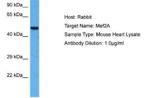 Host:  Mouse  Target Name:  MEF2A  Sample Tissue:  Mouse Heart  Antibody Dilution:  1ug/ml (MEF2A antibody  (N-Term))