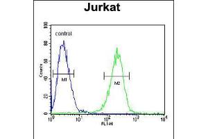 Flow cytometric analysis of Jurkat cells (right histogram) compared to a negative control cell (left histogram). (HADHB antibody  (C-Term))