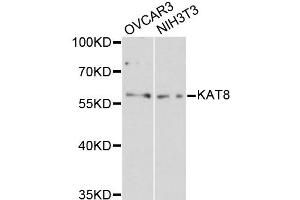 Western blot analysis of extracts of various cell lines, using KAT8 antibody (ABIN1873359) at 1:3000 dilution. (MYST1 antibody)