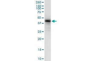 Immunoprecipitation of EIF2B2 transfected lysate using anti-EIF2B2 MaxPab rabbit polyclonal antibody and Protein A Magnetic Bead , and immunoblotted with EIF2B2 purified MaxPab mouse polyclonal antibody (B01P) . (EIF2B2 antibody  (AA 1-351))