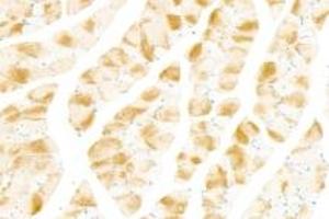 Immunohistochemistry analysis of paraffin-embedded mouse skeletal muscle using NRK (ABIN7074842) at dilution of 1: 1500 (NRK antibody)