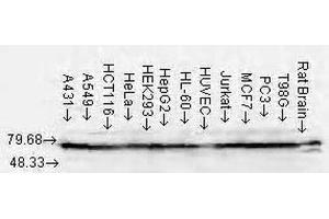 Western Blot analysis of Human Cell lysates showing detection of Hsp70 protein using Mouse Anti-Hsp70 Monoclonal Antibody, Clone N27 . (HSP70/HSC70 antibody  (Atto 594))