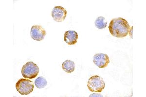 Immunohistochemistry (IHC) image for anti-Toll-Like Receptor 3 (TLR3) (C-Term) antibody (ABIN1030743) (TLR3 antibody  (C-Term))