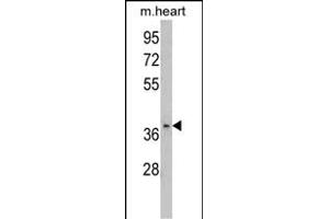 Western blot analysis of FBP2 Antibody (C-term) (ABIN390689 and ABIN2840979) in mouse heart tissue lysates (35 μg/lane).