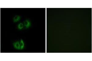 Immunofluorescence analysis of A549 cells, using CELSR3 Antibody. (CELSR3 antibody  (AA 3195-3244))