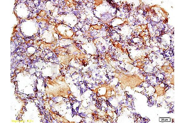 Collagen IV antibody  (AA 1401-1500)